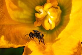 A bee collecting pollen and resting on the petal of a courgette plant flower, as UK wildlife continues to decline with many species at risk of extinction, according to the latest State Of Nature report. PA Photo.
