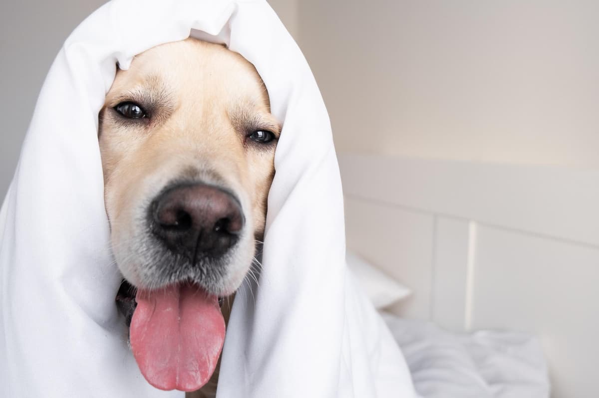 Experts reveal how to keep your pets warm, toasty and cosy this winter