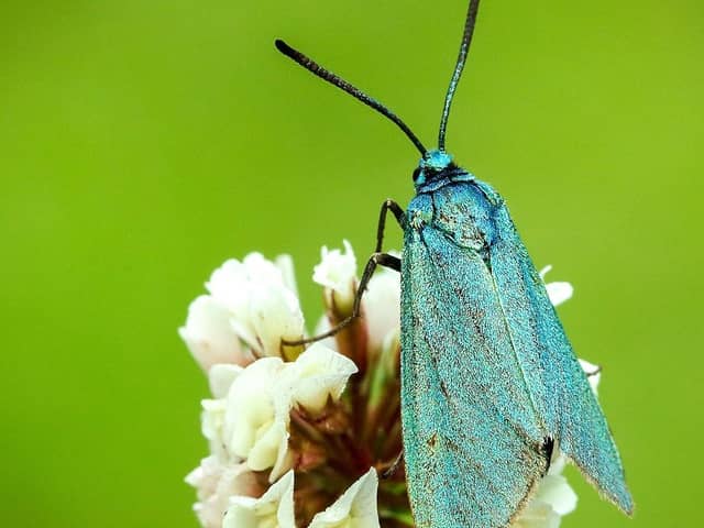 People in Northern Ireland are being asked to join a giant treasure hunt for one of its rarest and most enchanting animals. Picture is the Forester moth on a clover flower. Photo: Iain Leach