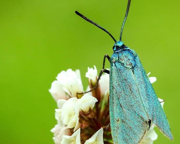 People in Northern Ireland are being asked to join a giant treasure hunt for one of its rarest and most enchanting animals. Picture is the Forester moth on a clover flower. Photo: Iain Leach