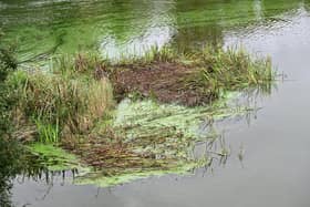 General views of green-blue algae deposits at Lough Neagh