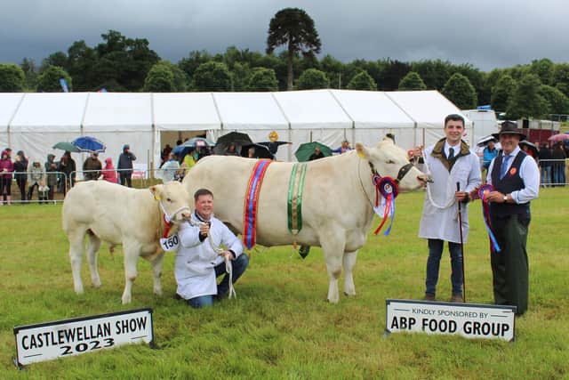 The beef inter-breed champion at Castlewellan Show 2023