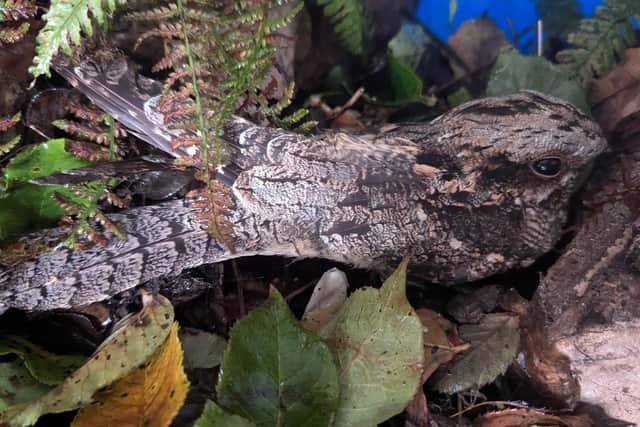 An image of the nightjar with its superb camouflage in Debbie Doolittle's care