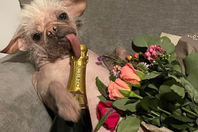 Peggy enjoys some champagne having one the title of Britain's Ugliest Dog - but really she is also actually very cute and adored by owner Holly