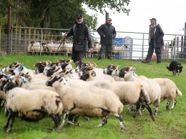 Day three of four with 240 sheepdogs and their handlers, from over 30 countries around the world, including South Africa, USA, Brazil and Norway, battle it out to be named ‘top dog’ in the team and individual competitions. Picture by Jonathan Porter/PressEye