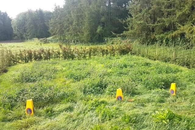 A crop of clover grown by the Upsurge Project. Photo: Upsurge Project/QUB