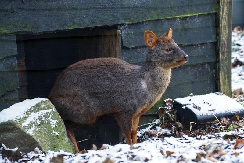 Emilia the Southern Pudu, which is a species native to the rainforests of Argentina and Chile, was less than keen on moving far from her heated house.