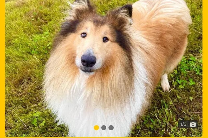 Cobie is a 6-year-old friendly, quiet and gentle boy with little known history.

 He is a beautiful Rough Collie with such a great personality that has all the staff and his foster carers charmed by him! 



He is looking for an adult only home or a home with sensible secondary school aged children. He interacts nicely with other dogs when out and about on walks so long as there are no treats involved as he does not like the idea of having to share his food. 


We believe Cobie would be best suited to being the only pet in the home. Cobie's adopters will need to be able to be at home with him at least for the first few weeks to help him get settled into his new environment and routine.