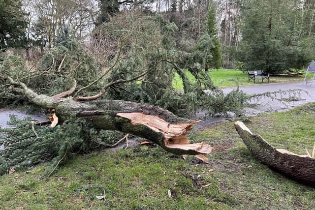 Fallen trees in Ormeau Park on Tuesday afternoon. Photo: Pacemaker press.