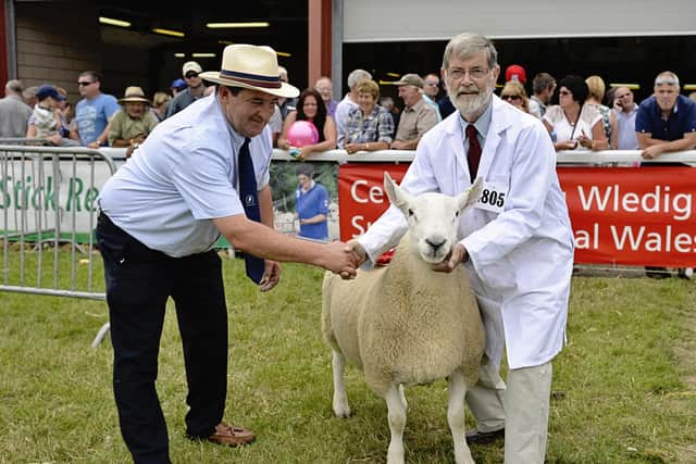 First prize shearling by David Pittendreigh in 2014. Picture:  North Country Cheviot Sheep Society