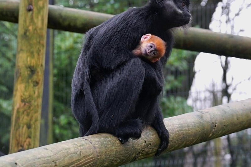 The François’ Langur family at Belfast Zoo can be spotted in their home next door to the Goodfellow’s Tree Kangaroos. Come along to welcome the two new bundles of joy.