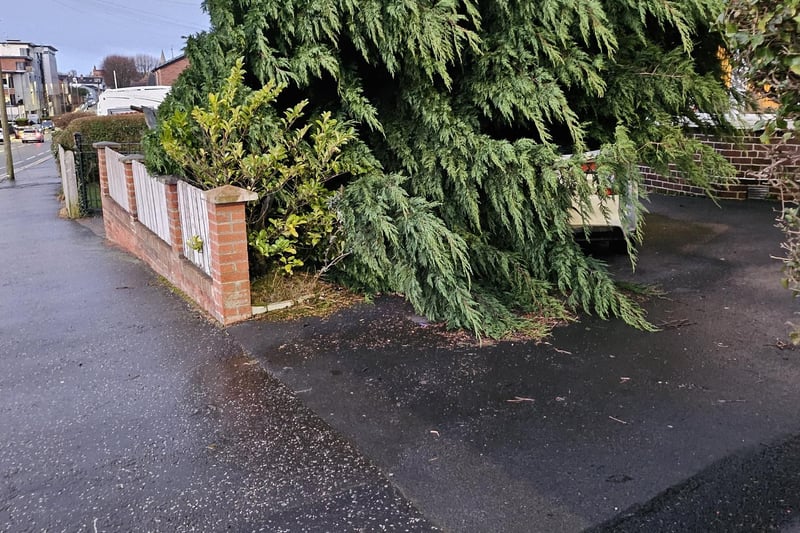 Tree falls across driveway in Lisburn