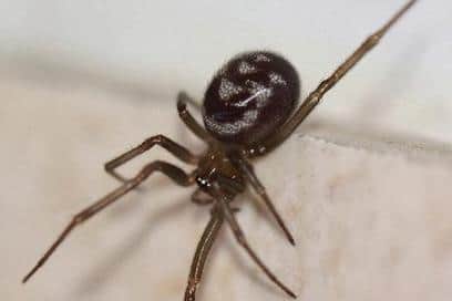 A False widow spider has a bite as painful as a wasp sting.
