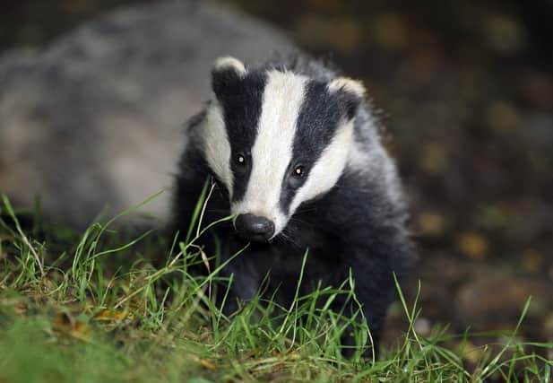 Badgers culls are promoted by some as a way of tackling bovine TB. The Randomised Badger Culling Trial (RBCT) in England, the largest and most robust badger culling trial ever, culled around 10,000 badgers at a cost of £49 million