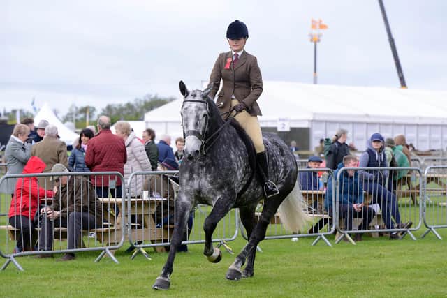 Hunter Horses showing at Arena One on day one of the Balmoral Show. 
Picture By: Arthur Allison/Pacemaker Press.