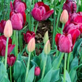 This is an undated stock photo of a border of tulips. See PA Feature GARDENING Advice Tulips. WARNING: This picture must only be used to accompany PA Feature GARDENING Advice Tulips. PA Photo. Picture credit should read: Alamy/PA.NOTE TO EDITORS: This picture must only be used to accompany PA Feature GARDENING Advice Tulips.