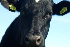 General image of a cow (public domain - Creative Commons - Openverse)