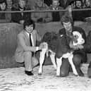 Mr William Fay (centre), of Newcastle Road, Portaferry, with his reserve champion which fetched £174 at the show and sale of calves which was held at Newtownards at the start of January 1984. Included are auctioneer Mr Robert McKeown (left) and Mr James Neill, of Farmers’ Veterinary Supplies, Kircubbin. Picture: Farming Life archives/Darryl Armitage