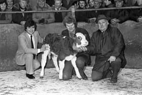 Mr William Fay (centre), of Newcastle Road, Portaferry, with his reserve champion which fetched £174 at the show and sale of calves which was held at Newtownards at the start of January 1984. Included are auctioneer Mr Robert McKeown (left) and Mr James Neill, of Farmers’ Veterinary Supplies, Kircubbin. Picture: Farming Life archives/Darryl Armitage