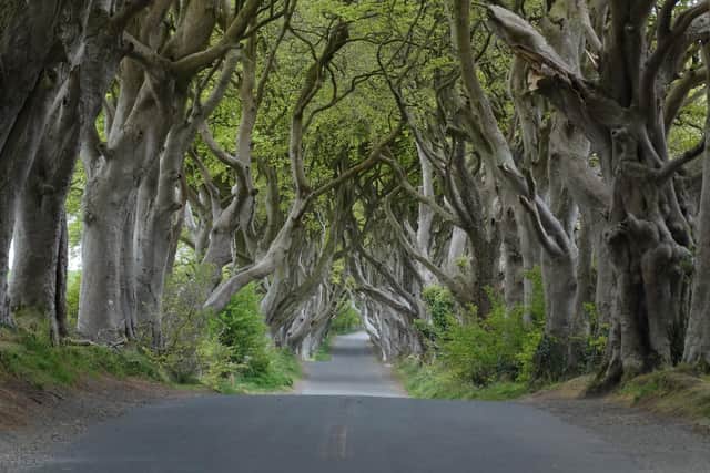 Dark Hedges in Co Antrim famously featured in HBO fantasy series Game of Thrones