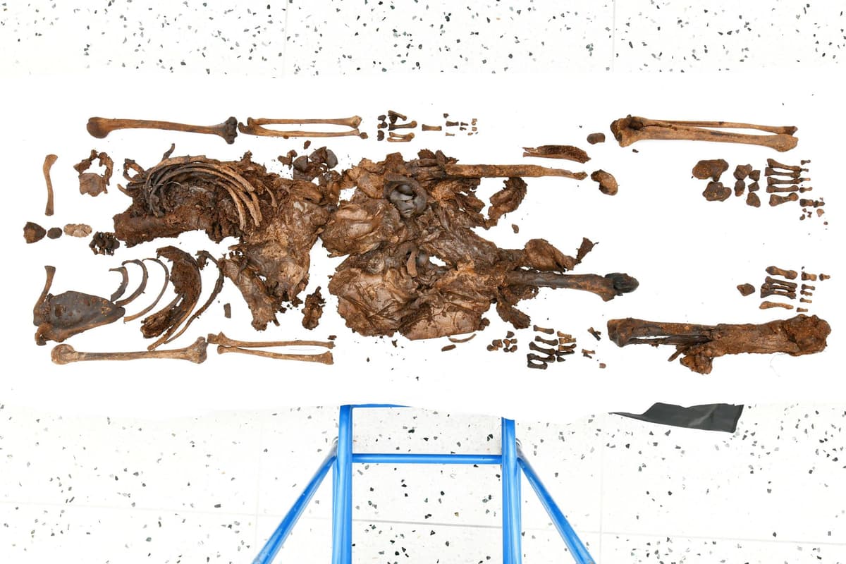 This is what the ancient human remains carbon dated as old as 2,000-2,500 years looks like