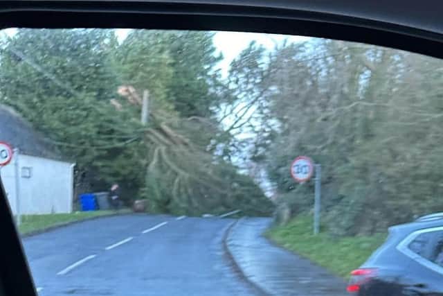Mark Davidson took this photo of a fallen tree knocked down by Storm Isha, on Church Road in Castlereagh, Belfast.