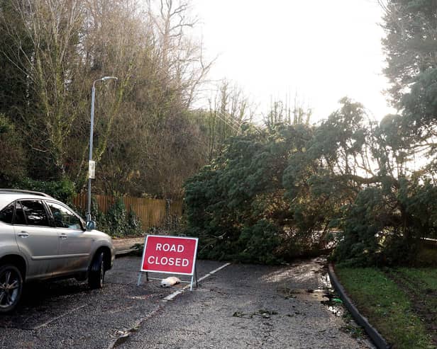 A tree felled by Storm Isha blocked Dunmurry Lane, Dunmurry in Belfast today. Picture by  Jonathan Porter / PressEye