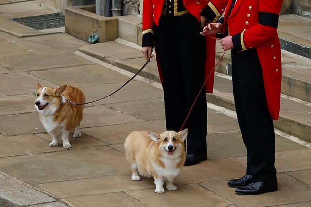 The royal corgis await the cortege ahead of the Committal Service for Queen Elizabeth II held at St George's Chapel
