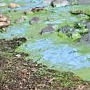 Green and blue algae deposits at Lough Neagh near the marina in Ballyronan last autumn