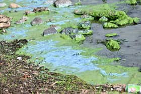Green and blue algae deposits at Lough Neagh near the marina in Ballyronan last autumn