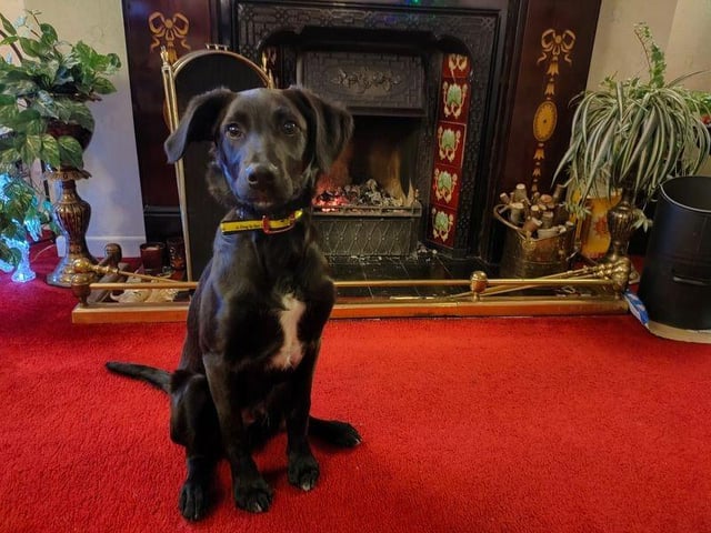 With dedicated work from his foster carers Scooby is already housetrained and sleeps in a crate at night time.