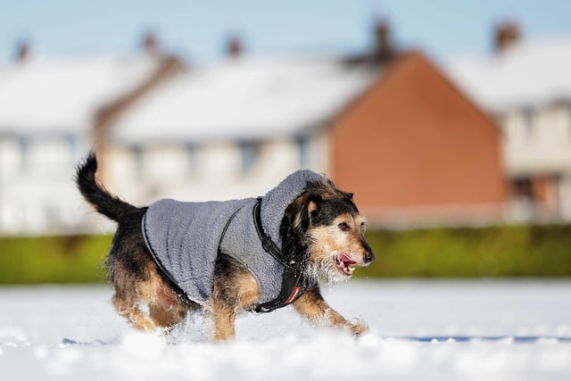 Dogs and their owners take advantage of a ‘snow day’ in Barbour Park, Lisburn after heavy snowfall overnight