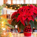 Poinsettia is an iconic Christmas plant