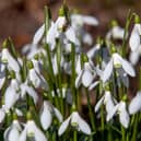 A garden centre owner has told the BBC that empty Snowdrop bulb packets are sent to Holland, where they are filled with bulbs, and delivered to Northern Ireland via Dublin.