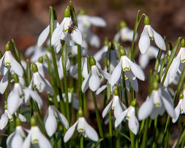 A garden centre owner has told the BBC that empty Snowdrop bulb packets are sent to Holland, where they are filled with bulbs, and delivered to Northern Ireland via Dublin.