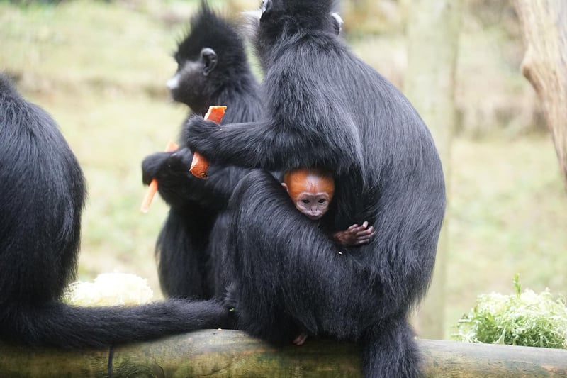 The older baby has also been spotted trying to interact with their younger sibling, who is not yet ready to leave Chua’s protective grasp.

The François’ Langur family at Belfast Zoo can be spotted in their home next door to the Goodfellow’s Tree Kangaroos.