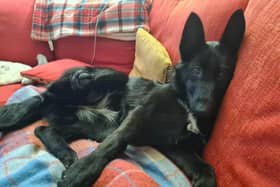 German Shepherd pup Nova had been missing for nine days