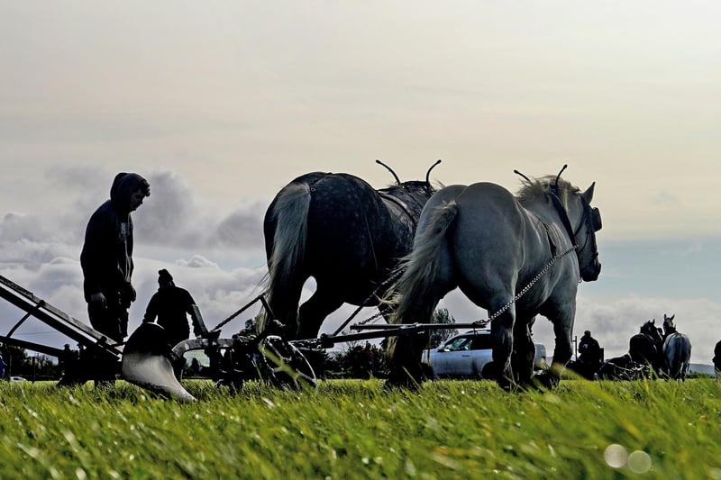 Competitors take part in the horse ploughing on day two of the National Ploughing Championships at Ratheniska, Co Laois. Picture: Niall Carson/PA Wire