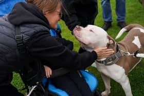 A number of proposed restrictions and safeguards on owning XL bully dogs in Northern Ireland have been announced, including a ban on breeding, selling, abandoning or giving away XL bully dogs