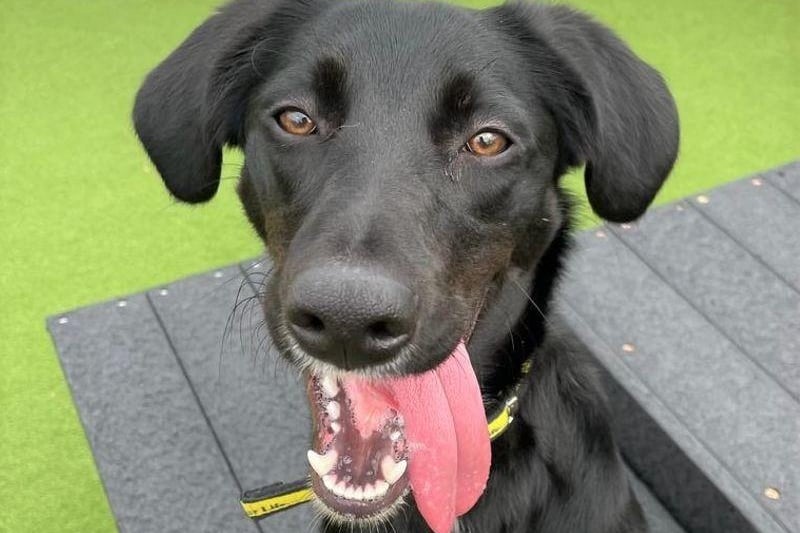 Ruby is a lovely 9 month old Crossbreed looking for her forever home! 

Ruby is an active girl who will need plenty of exercise, play times and training.

 She is happy to travel in the car for short journeys to nice quiet areas for her walks as she is used to the countryside. 

Ruby will need someone at home with her during the day to begin with while she settles into her new home.

 Ruby can live with another tolerant dog that will be happy to have a playmate! 

Ruby would do best in an adult only home but if there are children in the home they should be 16+. 

She would really benefit from a secure outdoor space to run around and get some good exercise.