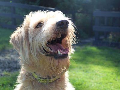 Toby came from a rural home so can struggle with busy environments.
He is looking for an Adult only home who have a keen interest in further training.