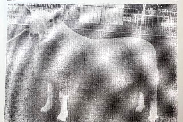 The first North Country Cheviot champion at the Royal Welsh Show, exhibited by Lady Beaumont of Deddington Mill, Oxfordshire, in 1983. Picture:  North Country Cheviot Sheep Society