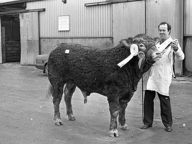 Trade for Limousins at the club sale in the Automart, Portadown, near the end of February 1992, was excellent and followed the trend that had been set in Perth. In this photograph we see David Allen with the supreme champion, Derg Fonzie. The animal, owned by John Allen, Victoria Bridge, Strabane, was sired by Ronic Dandy. Picture: Farming Life/News Letter archives