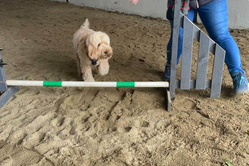 Local dog enjoys play time at Off Lead Agility in Donemana