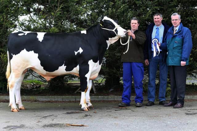 Pictured in April 2008 is the male champion at the Holstein NI show and sale in the Pedigree Sales Arena, Moira was Ards Mandrake owned by Wilson Patton, Newtownards. Looking on are Malcolm McLean, chairman, Holstein NI and John Henning, senior agricultural manager, Northern Bank, sponsors of the event. Picture: Farming Life archives/Columba O'Hare