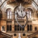 Channel 5 guides viewers behind the scenes of one of the greatest museums in the world, the Natural History Museum in London