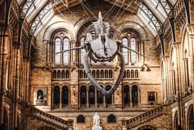 Channel 5 guides viewers behind the scenes of one of the greatest museums in the world, the Natural History Museum in London