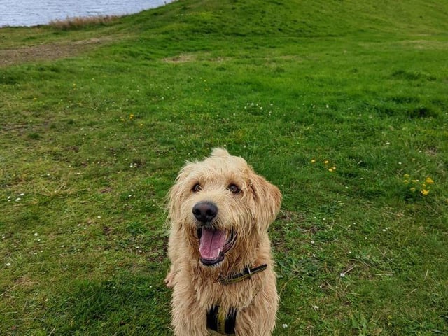 Toby may potentially live with another dog of similar size depending on how meets go at the centre.
Toby will need adopters to visit him several times at the centre before being adopted.
