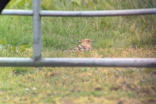 Hoopoe caught on camera by another Castle Espie staff member, Conor Hennecke