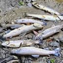 Just some of the hundreds of fish that have been killed in the River Callan after an alleged slurry leak.
Photo: Ulster Angling Federation.